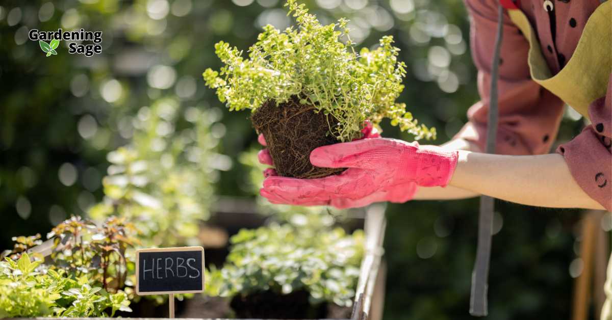 This image depicts a moment of serene gardening, with a person wearing pink gloves holding a freshly uprooted herb plant, emphasizing the nurturing aspect of gardening. The setting likely takes place in a well-tended home garden, filled with various herbs, as indicated by the “HERBS” sign in the foreground. This scene captures the essence of organic gardening—where attention to detail and care for each plant contributes to a sustainable and healthy garden. It highlights the satisfaction and connection to nature that gardening brings, serving as an inspiring snapshot for anyone interested in home gardening practices.