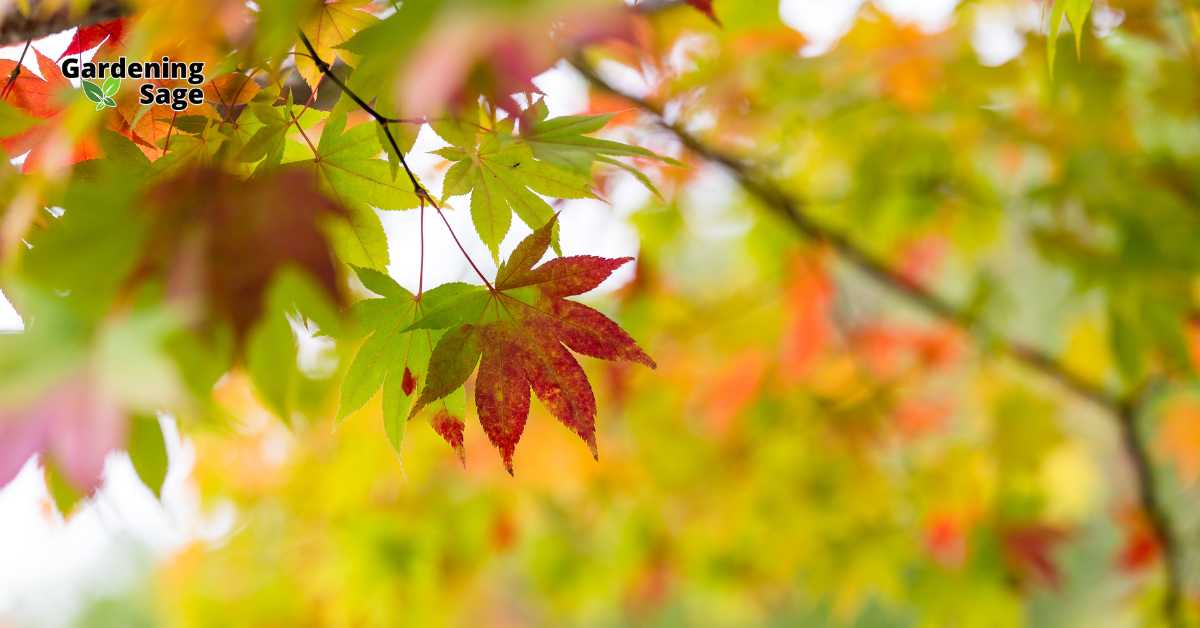 This image beautifully captures the essence of autumn with its focus on a vivid maple leaf among a backdrop of softly blurred foliage transitioning through a spectrum of fall colors. The red and orange hues highlighted against the greens create a vibrant display of nature's seasonal palette. This type of scenery is emblematic of cooler temperatures and the natural cycle of leaves changing color and eventually falling, preparing for winter. It serves as a reminder of the transient beauty of fall and the continuous cycle of growth, dormancy, and rebirth in nature. This image could inspire gardening enthusiasts to appreciate the seasonal changes and integrate deciduous plants that showcase spectacular autumn colors into their garden designs.