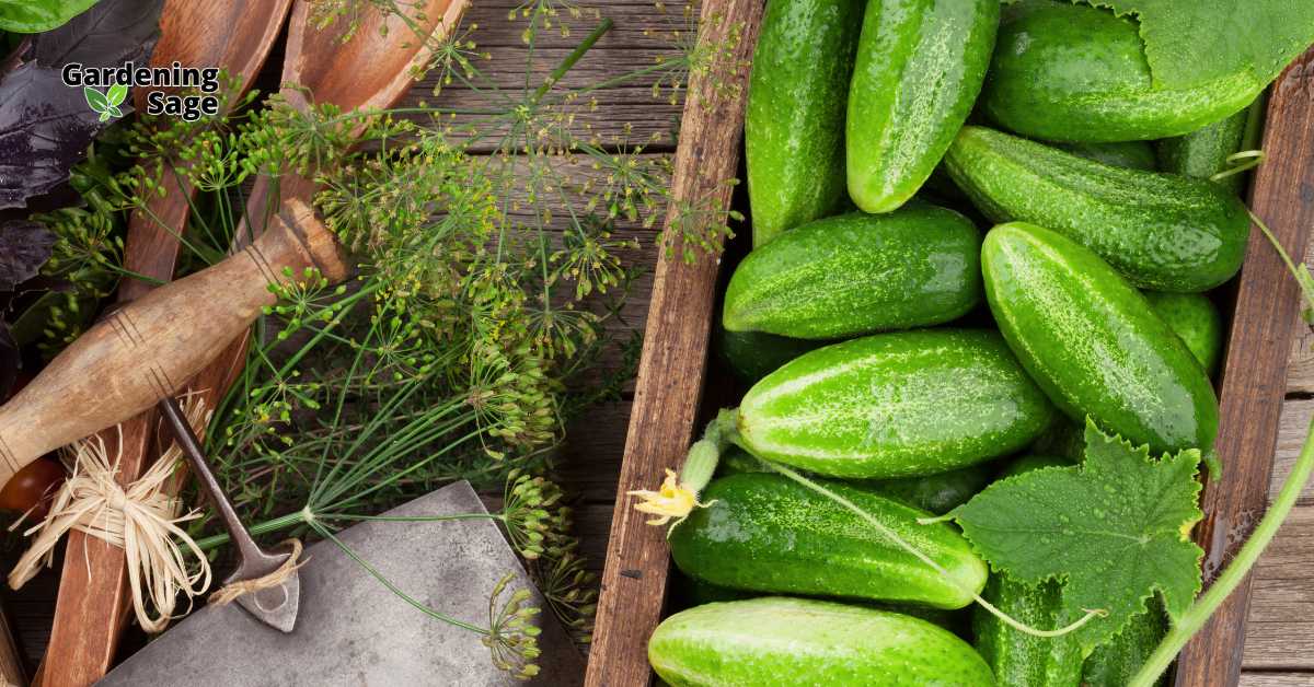 This image displays a rustic wooden crate filled with fresh cucumbers and surrounded by garden tools and herbs, epitomizing the joy and productivity of home gardening. The cucumbers are dewy, suggesting they were recently harvested, which speaks to the freshness and organic nature of home-grown produce. Garden tools, such as a trowel and pruning shears, along with natural twine, add a practical element to the scene, showing the hands-on aspect of gardening. This setting is likely in a home garden where someone cultivates their own vegetables, enjoying the literal fruits of their labor. The presence of herbs like dill hints at the gardener’s intent to perhaps use these fresh ingredients for cooking, emphasizing a farm-to-table lifestyle.