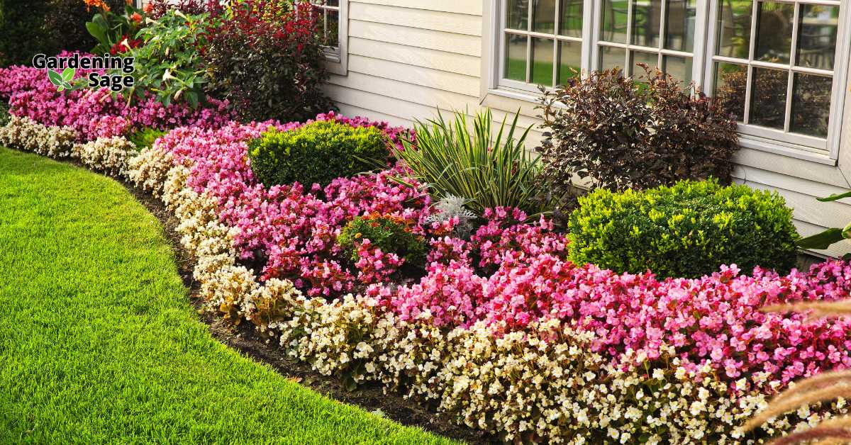 The image showcases a beautifully landscaped flower garden along the side of a house, with vibrant azaleas in pink and white, neatly trimmed hedges, and assorted shrubs. This garden exemplifies how strategic planning and planting can transform a backyard into a stunning oasis. Incorporating a variety of flowering plants with different blooming times ensures continuous color throughout the seasons, while the use of evergreens maintains structural interest year-round. Such gardens not only enhance the aesthetic appeal of a home but also create a serene retreat for relaxation and enjoyment of nature.