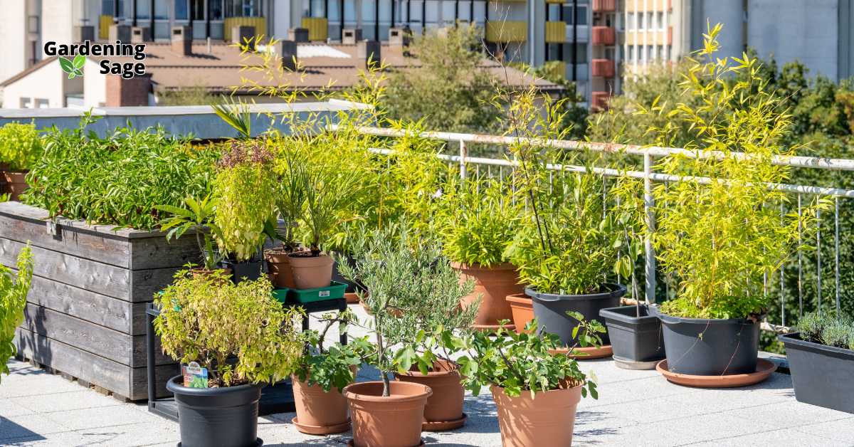 The image displays a vibrant rooftop garden filled with an array of potted plants and raised beds, demonstrating an effective use of space in an urban setting. This garden type is ideal for city dwellers looking to cultivate their green thumb despite limited ground space. Key strategies for crafting such a garden include choosing containers that accommodate the root systems of different plants, ensuring adequate drainage, and selecting species that can thrive in potentially harsher rooftop environments due to increased exposure to sun and wind. Rooftop gardens not only provide a lush, green retreat but also contribute to urban biodiversity and can help reduce building heating and cooling costs.