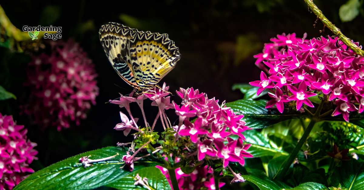 The image illustrates a vibrant and colorful butterfly garden, alive with various butterflies fluttering among flowers like milkweed, lavender, and butterfly bush