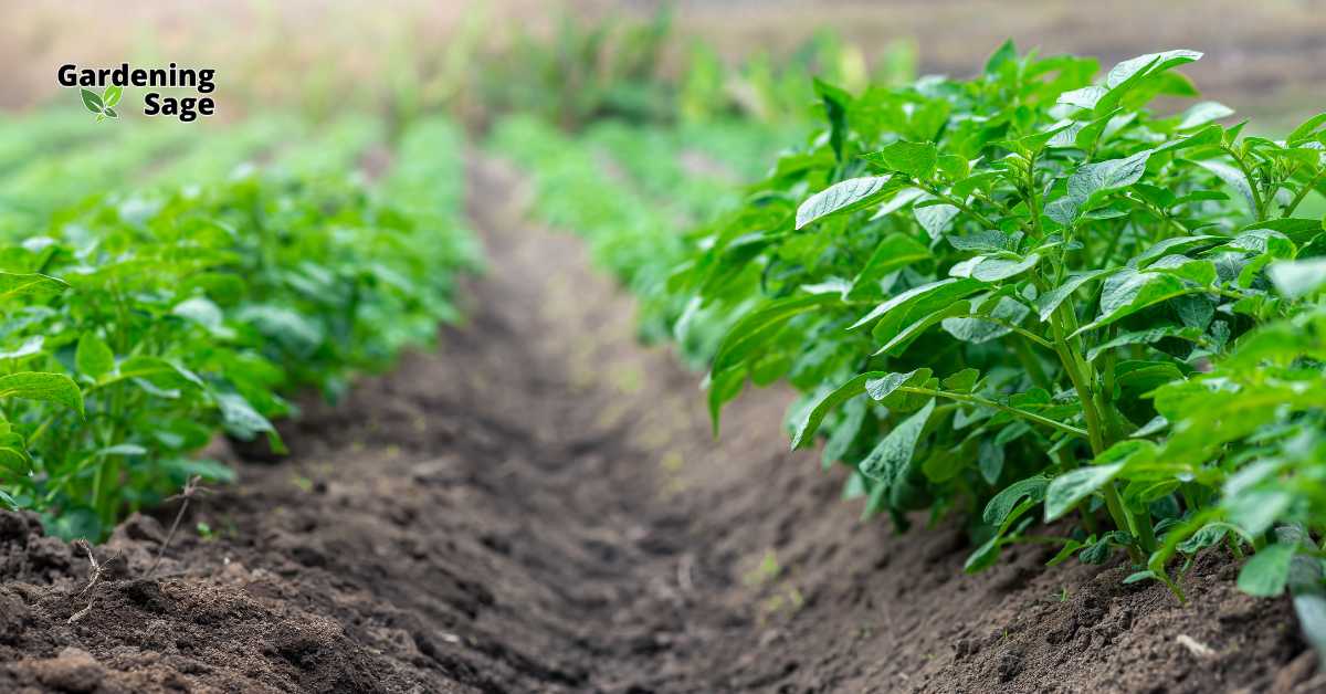 This image showcases a vibrant row of young potato plants thriving in well-tended soil. It's a perfect example of effective planting techniques that ensure healthy growth, emphasizing the importance of soil preparation in achieving a robust garden. The neat rows and clear soil pathways highlight organized gardening practices, essential for easy maintenance and optimal plant health.