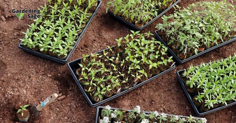 This image shows several trays of young seedlings arranged on freshly tilled soil, ready for transplanting into a garden or larger pots. Each tray contains multiple small plants, all in the early stages of growth, with vibrant green leaves. A small gardening trowel is placed nearby, and one seedling has been freshly planted into the soil. The scene captures the preparation phase of gardening, emphasizing the careful nurturing of young plants before they are moved to their final growing locations. The variety of seedlings suggests a diverse and well-planned garden is in the works.