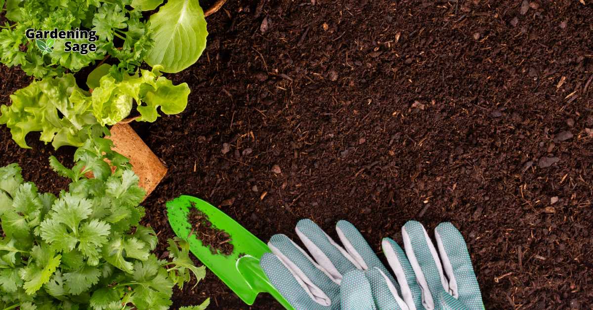 This image illustrates a vibrant gardening scene focused on planting and nurturing vegetables. Featured prominently are lettuce and cilantro, accompanied by essential gardening tools—a bright green trowel and gardening gloves—laid out on the rich, fertile soil. This setup not only emphasizes the joy of gardening but also hints at the importance of proper tools and techniques in achieving a thriving garden. It's a snapshot that encourages both beginners and experienced gardeners to get their hands dirty and enjoy the growth process.