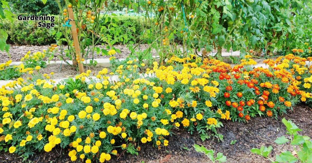 The image vividly illustrates the concept of companion planting in a garden setting, featuring a vibrant mix of marigolds and vegetables. This practice involves strategically placing plants together that can benefit each other, enhancing growth, reducing pests, and increasing yields. Marigolds are particularly valued in companion gardening for their ability to repel pests naturally, which can protect nearby vegetables from damage. Additionally, their bright colors attract pollinators which are crucial for the pollination of many vegetable crops. This method not only maximizes the efficiency of garden space but also promotes a healthier, more sustainable gardening environment.