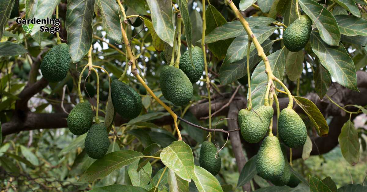 This image features a vibrant display of avocados hanging from a lush tree, nestled among a thicket of glossy green leaves. Avocados, a popular fruit for their health benefits and creamy texture, thrive in warm climates and require specific care to produce such hearty yields. The image not only captures the beauty and abundance of the avocado tree but also serves as an encouraging example for those interested in cultivating their own avocado plants at home. Growing avocados can be a rewarding endeavor, offering a fresh and organic supply right from the backyard.