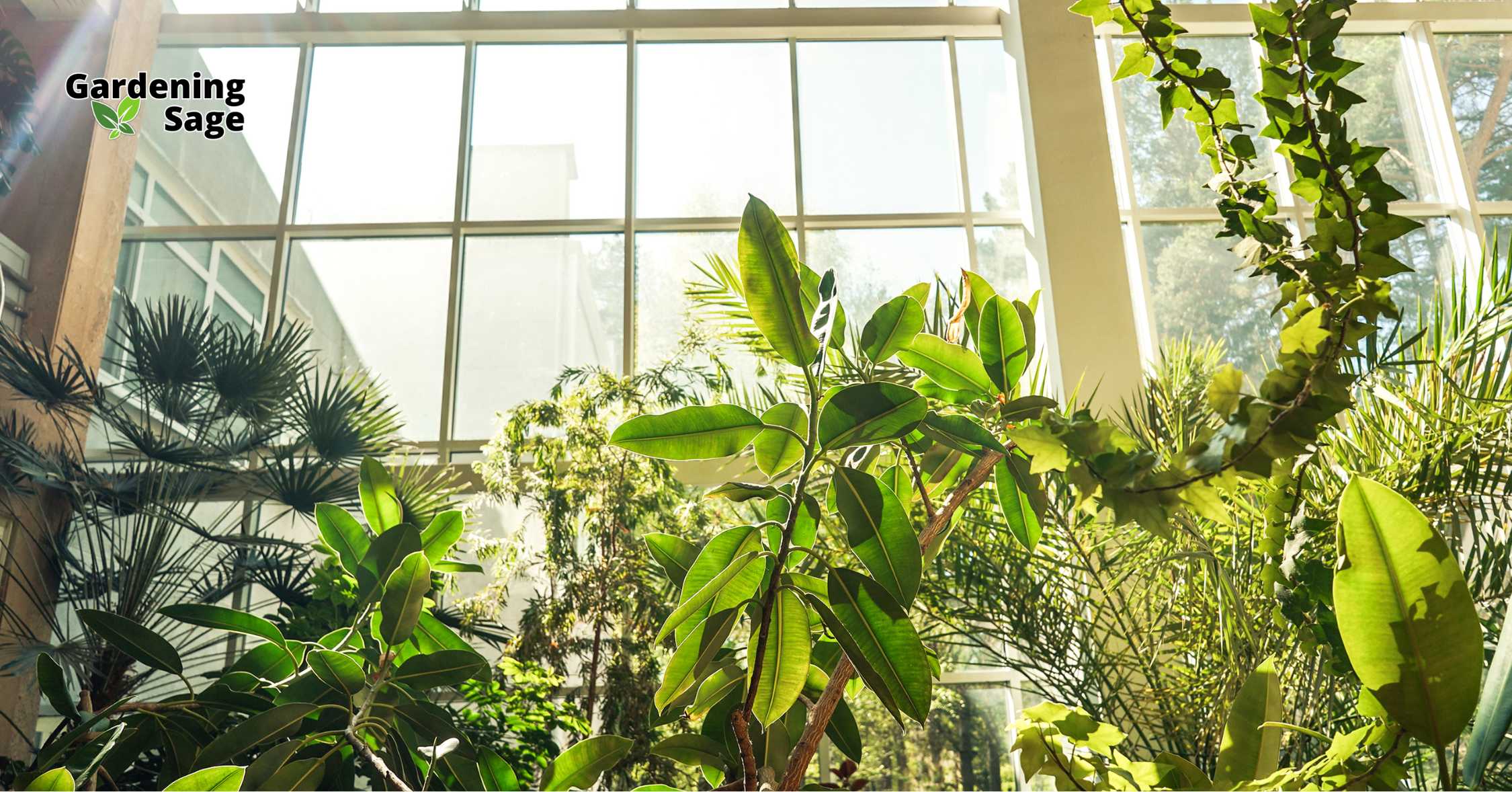 Lush green indoor plants thriving in a sunlit space with large windows, illustrating innovative and beautiful home garden solutions for urban living.