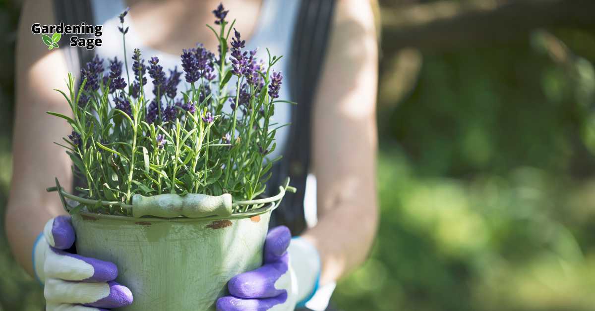 The image displays a person holding a pot of blooming lavender, highlighting the vibrant purple flowers against a natural backdrop. The person, clad in a sleeveless top and wearing purple gloves, suggests an active involvement in gardening, emphasizing the theme of personal cultivation of aromatic plants. The lush greenery of lavender combined with the serene outdoor setting creates a picturesque scene, underscoring the joys of gardening and the cultivation of fragrant herbs like lavender which are popular for their beauty and soothing aroma. This type of gardening is often pursued for both the aesthetic pleasure and the practical benefits of growing herbs that can be used in home remedies, culinary recipes, and for their calming scents.