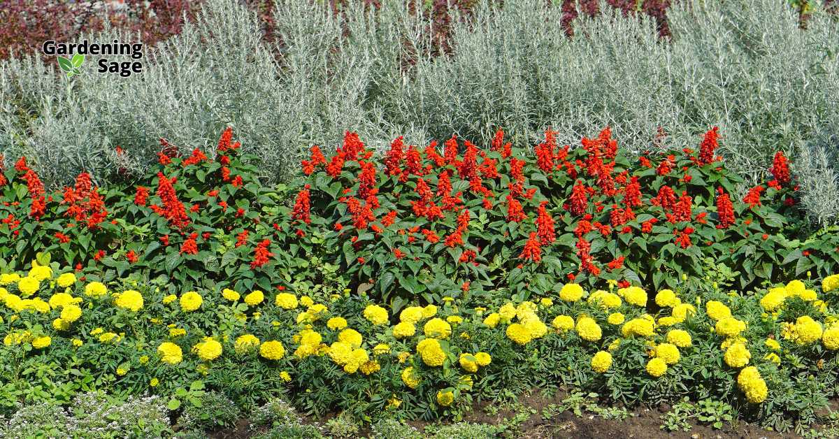 This image showcases a beautifully layered garden bed featuring a vibrant mix of flowering plants. In the foreground, there is a row of bright yellow marigolds, creating a cheerful, eye-catching border. Behind them, a dense cluster of red salvia flowers adds a striking contrast with their bold color. In the background, taller, silver-gray foliage plants provide a soft, textured backdrop, adding depth and visual interest to the garden. The arrangement of different colors and heights creates a balanced, harmonious display, demonstrating effective garden design with an emphasis on color coordination and plant layering.