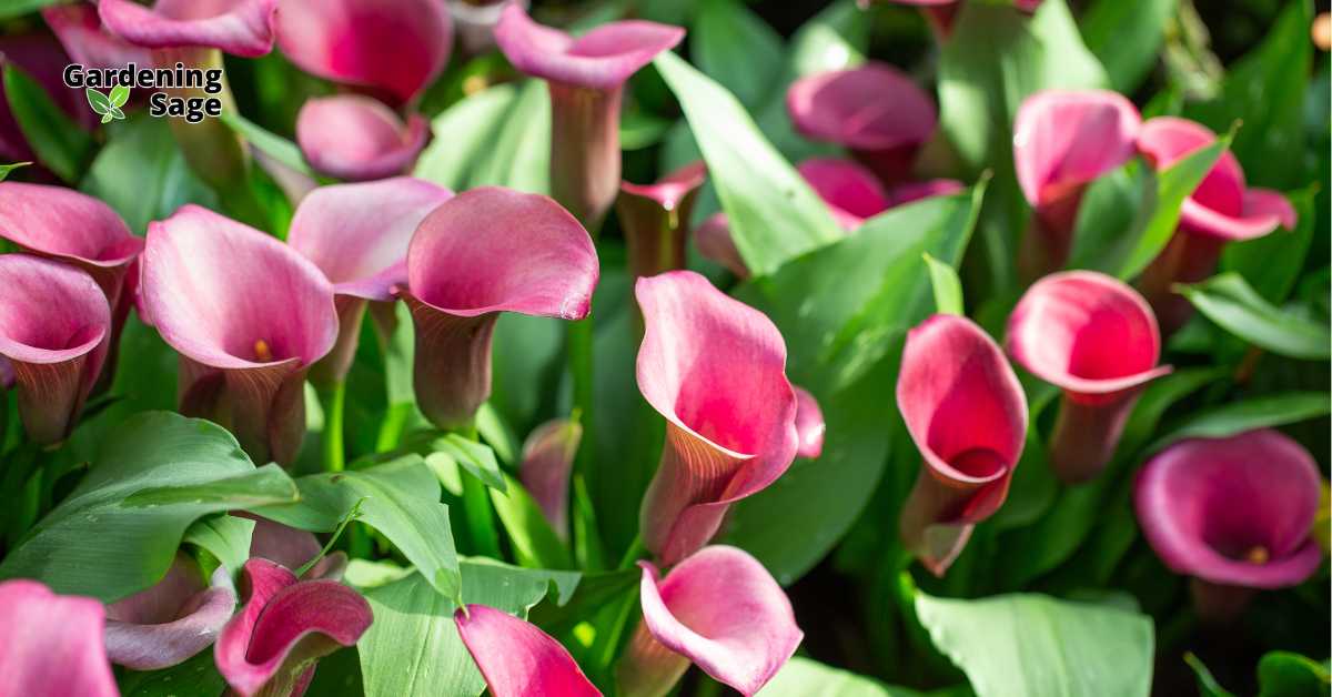 A close-up of vibrant pink calla lilies in full bloom amidst lush green foliage, highlighting the beauty and elegance of a well-maintained garden.