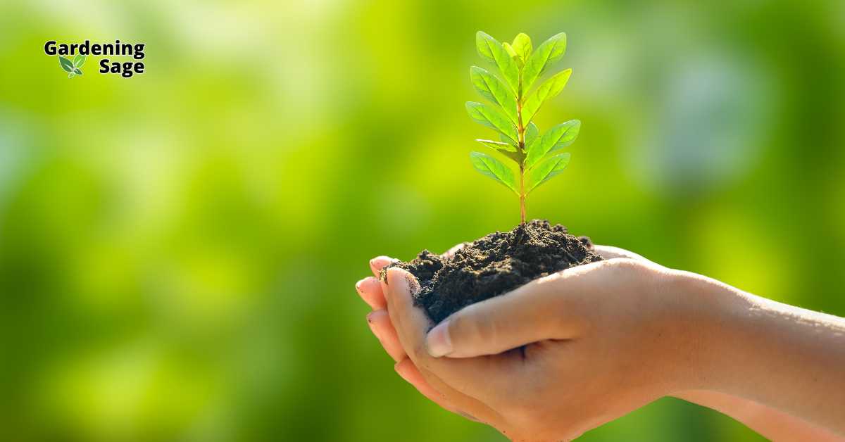 The image portrays a pair of hands holding a small sapling with a clump of soil, symbolizing the essence of sustainable gardening. This visual represents the commitment to nurturing plant life while promoting environmental stewardship. Sustainable gardening practices, such as using organic materials, conserving water, and planting native species, contribute to a healthier planet by reducing environmental impact and enhancing biodiversity. This approach is essential for creating a sustainable and thriving garden ecosystem.