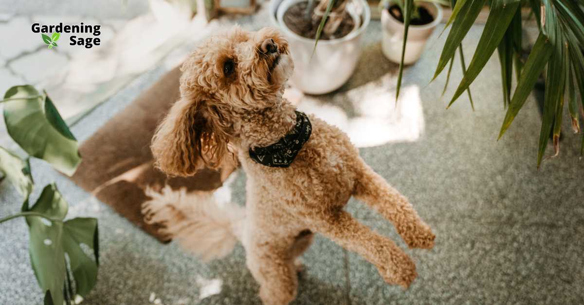The image captures a playful apricot-colored poodle in a home setting surrounded by indoor plants, highlighting the importance of choosing non-toxic varieties for pet safety. The scene underscores how pet owners can maintain a green, healthy indoor environment while ensuring the safety and well-being of their furry friends. When selecting plants, it's crucial to choose species that pose no risk to pets if accidentally ingested.