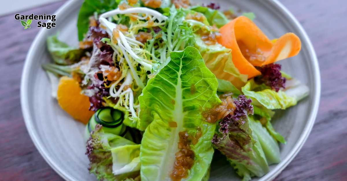 This image shows a fresh, vibrant salad beautifully arranged on a plate. The salad includes a variety of leafy greens, such as romaine lettuce and possibly red leaf lettuce, along with shredded carrots, cucumber ribbons, and delicate sprouts. The salad is topped with a light vinaigrette dressing, adding a glossy finish to the crisp vegetables. There are also slices of orange or similar fruit, providing a burst of color and flavor contrast. The overall presentation is appealing and suggests a healthy, plant-based meal, emphasizing the freshness and diversity of ingredients typically found in home gardens or local markets.