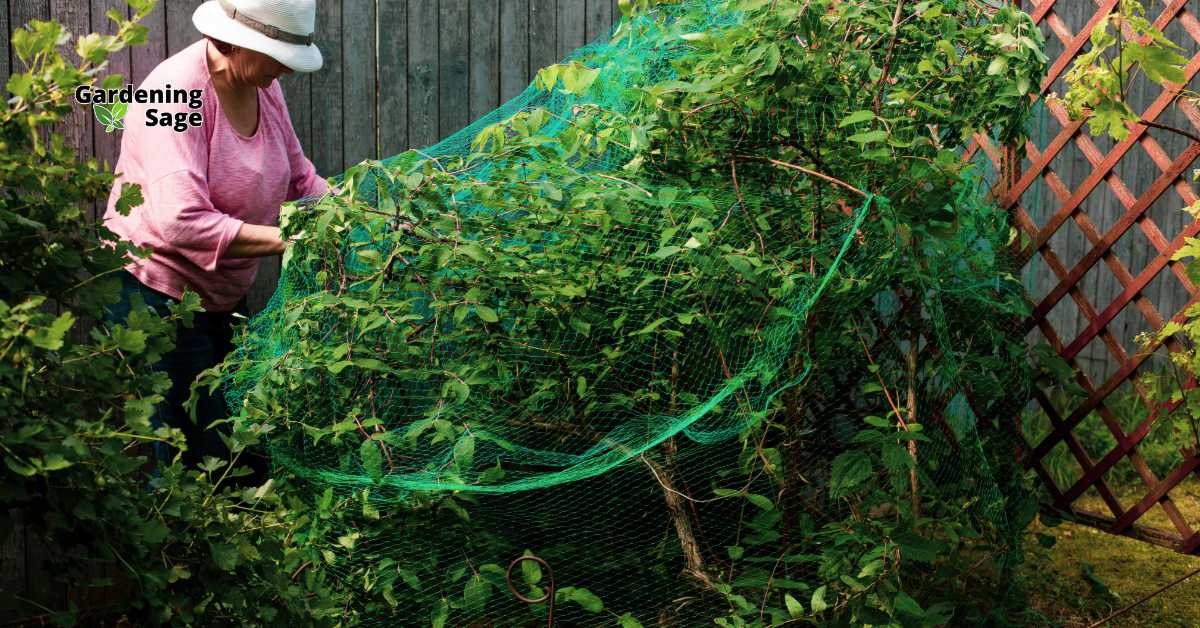 A beginner gardener setting up protective netting over a small garden, illustrating an accessible approach to safeguarding plants