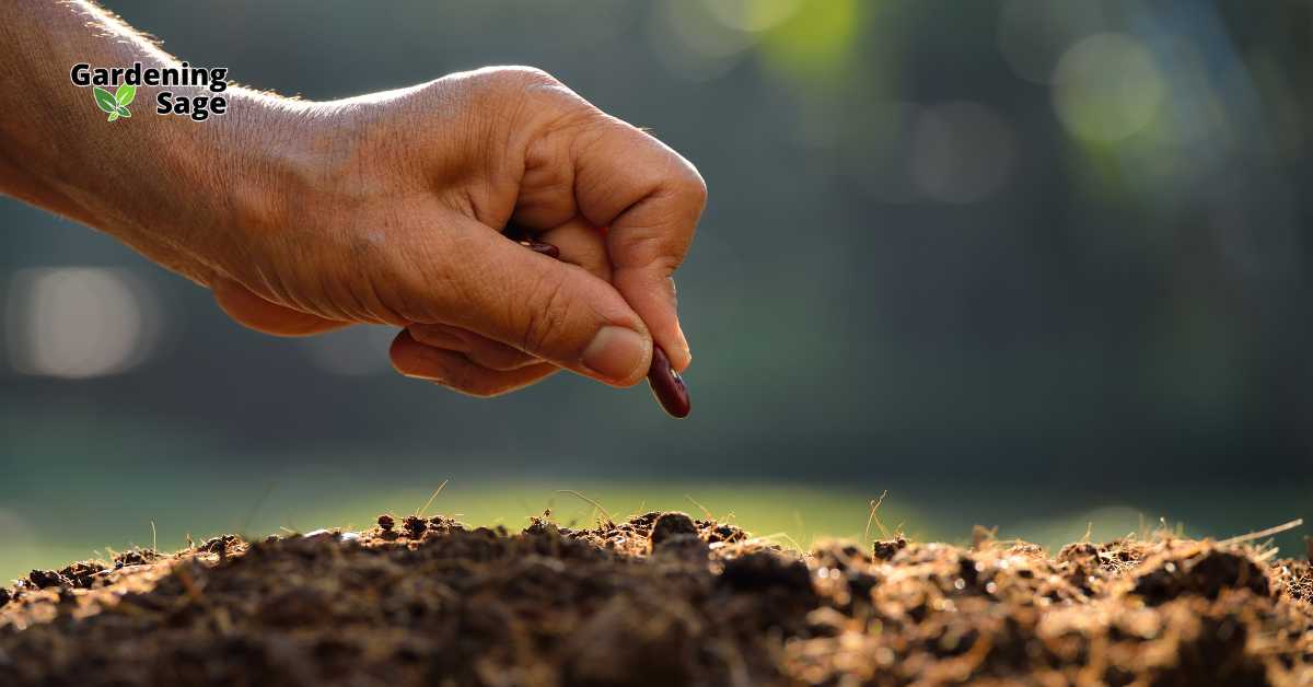 The image features a close-up of a hand planting a single seed into fertile soil, symbolizing the beginning of growth and the potential held within seeds. This illustrates the crucial initial step in gardening—whether using heritage or hybrid seeds—highlighting the importance of choosing the right seeds for specific garden conditions and goals. Understanding the differences between heritage and hybrid seeds can significantly impact the biodiversity of the garden, yield, and resilience of the plants. Such knowledge empowers gardeners to make informed decisions that align with their gardening philosophy and environmental conditions.