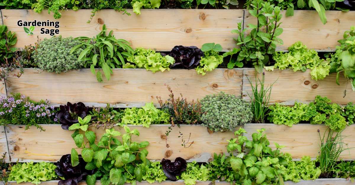 This image showcases an innovative vertical garden, efficiently utilizing wooden planks as planters for an array of herbs and leafy greens. The design is not only a space saver but also enhances the visual appeal of any area, turning a plain wall into a lush, edible garden. This setup is ideal for small spaces, patios, or urban environments where ground space is limited. It exemplifies how vertical gardening can be both functional and beautiful, providing fresh ingredients right at your doorstep while contributing to urban greening and biodiversity.