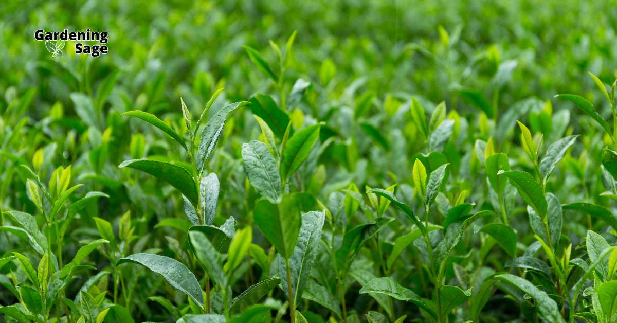 The image showcases a lush tea garden, densely planted with young tea plants that are thriving. Tea gardens like this involve careful cultivation of Camellia sinensis plants, from which most traditional teas are derived. The leaves from these plants can be processed into various types of tea, including green, black, and oolong, depending on the fermentation process. Growing your own tea garden not only provides the freshest leaves for brewing but also adds a beautiful green aesthetic to your gardening space. This practice embraces a more sustainable approach to enjoying tea, allowing for a deeper connection with nature and the cultivation process.