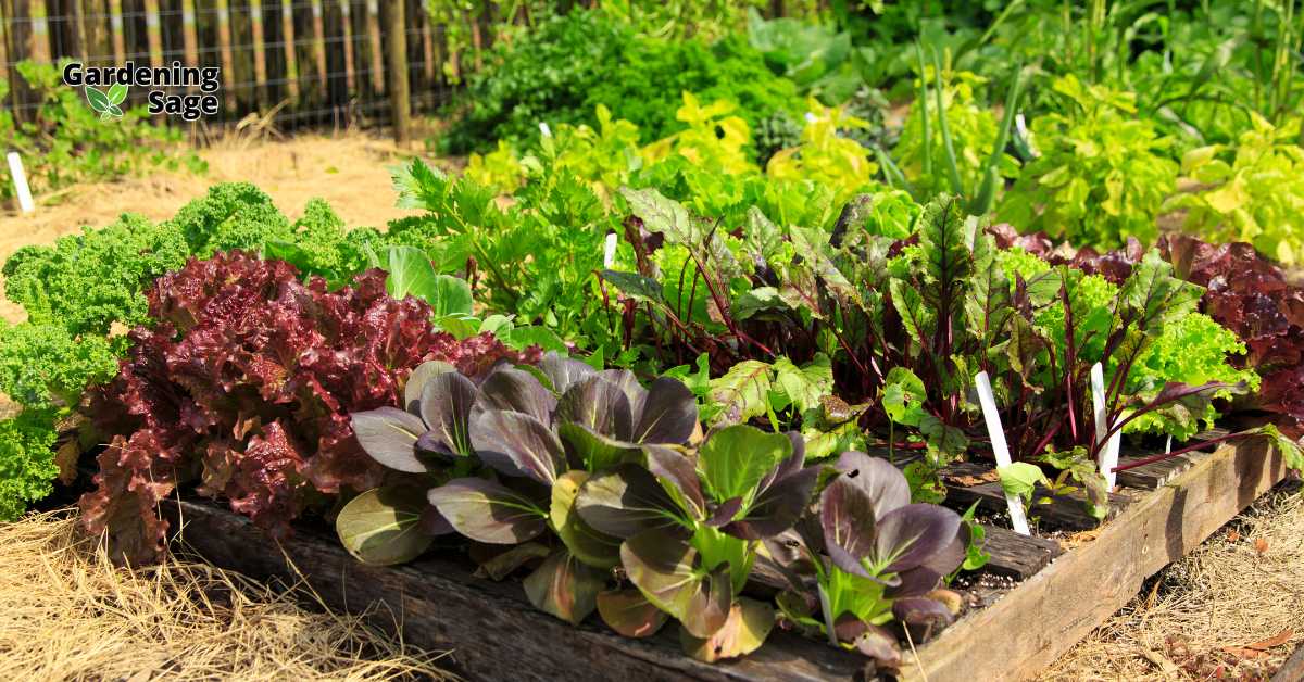 This image showcases a vibrant and well-organized vegetable garden. Various types of lettuce and greens are neatly arranged in a raised garden bed, highlighting the lush textures and colors of each plant. The garden is situated in a sunny area, which is essential for the healthy growth of these vegetables. This setting is perfect for gardening enthusiasts looking to optimize their space for growing a variety of vegetables. The image beautifully captures the practicality and aesthetic appeal of using raised beds in gardening, making it a practical inspiration for both novice and experienced gardeners.