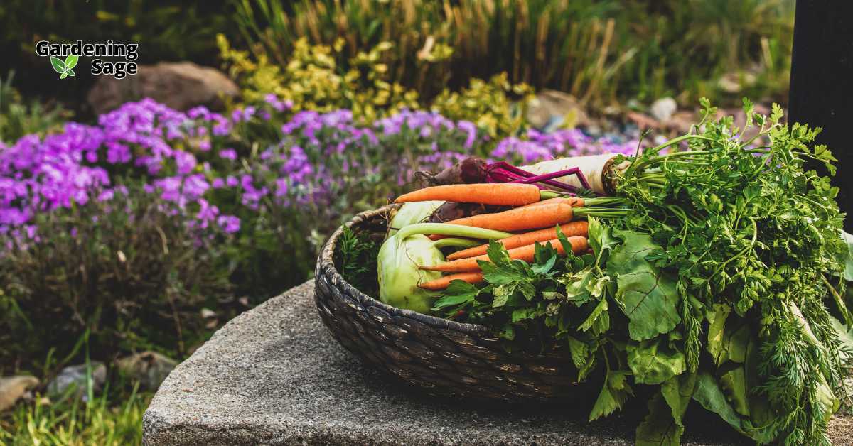 This image captures the rewarding outcome of vegetable gardening, featuring a wicker basket filled with freshly harvested vegetables on a stone slab. The basket includes a variety of vibrant vegetables like carrots, kohlrabi, and leafy greens, with some herbs as well. Behind the basket, the garden blooms in full glory with a bed of purple flowers, adding a beautiful contrast to the greenery around it. This scene emphasizes the beauty and productivity of a well-maintained vegetable garden, offering a glimpse into the lush rewards of gardening efforts. It showcases the fresh, organic produce one can achieve right from their own backyard.