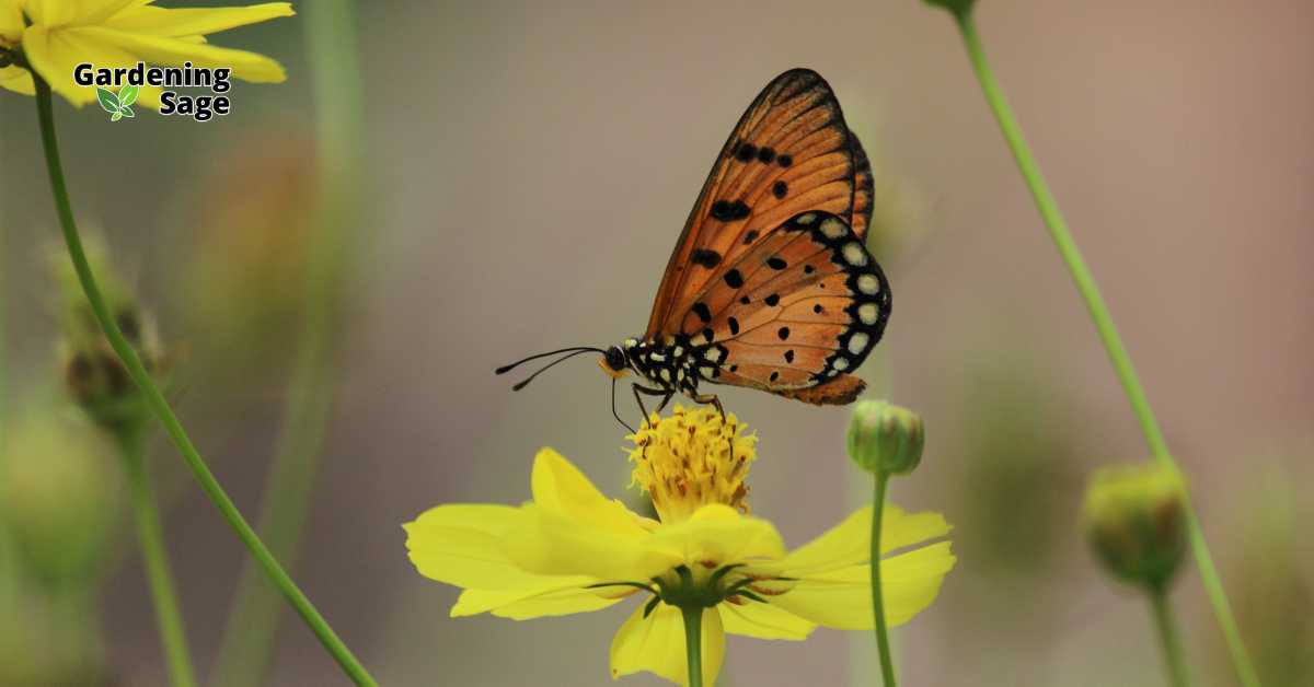 The image beautifully captures a butterfly perched on a vibrant yellow flower, epitomizing the essence of a garden that is friendly to butterflies. To craft such a haven, it's essential to plant a variety of nectar-rich flowers that attract butterflies and cater to their life cycles. Including plants like milkweed that serve as breeding grounds for butterflies can greatly enhance their numbers. Additionally, providing sheltered spots for butterflies to rest and sunny areas for them to bask are also beneficial. Such gardens not only support local biodiversity but also bring life and color, enriching the natural beauty of one's outdoor space.