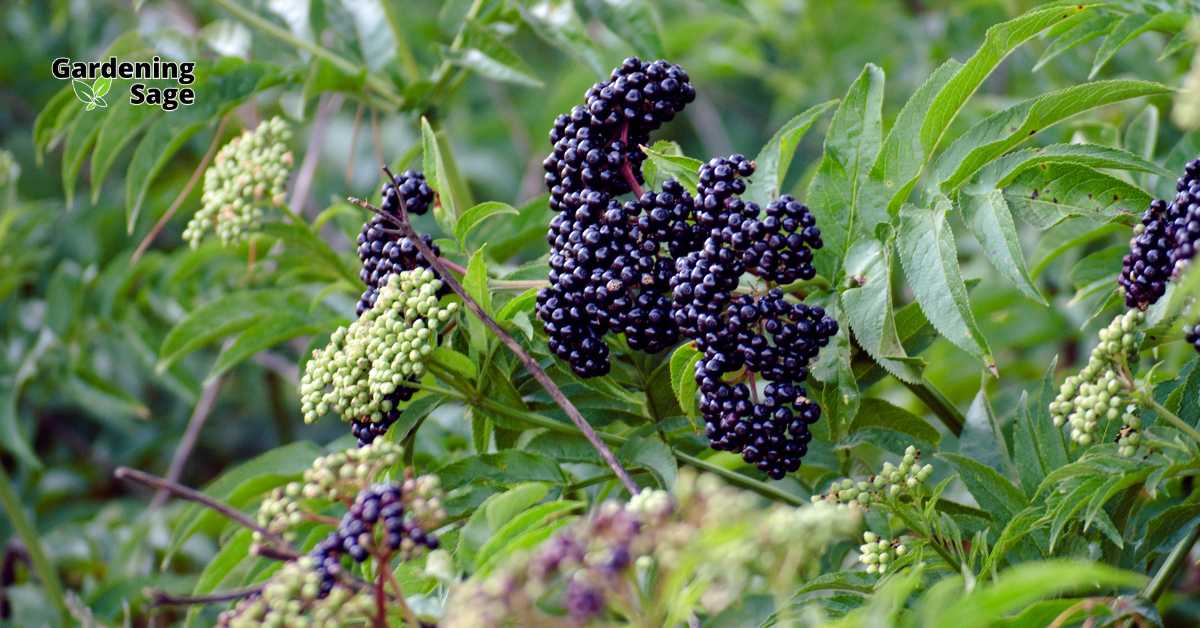 Close-up of elderberry plants with clusters of dark purple berries and green foliage, highlighting the lush and productive nature of an elderberry garden.